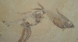 Diplomystus Fossil Fish Plate - Wyoming #5496-1